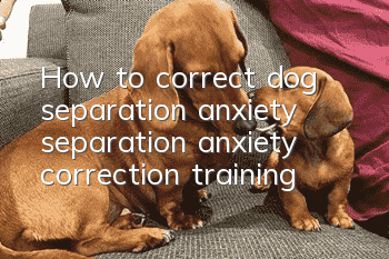 How to correct dog separation anxiety, separation anxiety correction training
