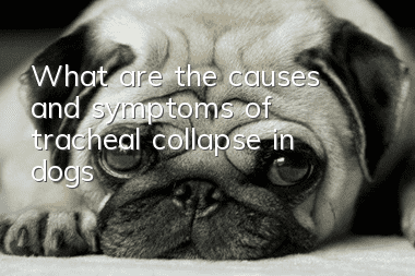 What are the causes and symptoms of tracheal collapse in dogs?