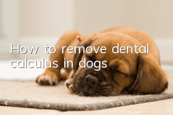 How to remove dental calculus in dogs