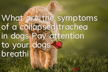 What are the symptoms of a collapsed trachea in dogs? Pay attention to your dog’s breathing sounds.