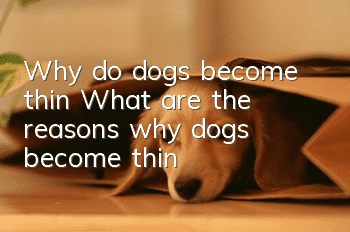Why do dogs become thin? What are the reasons why dogs become thin?