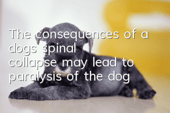 The consequences of a dog’s spinal collapse may lead to paralysis of the dog