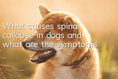What causes spinal collapse in dogs and what are the symptoms?