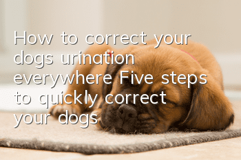 How to correct your dog’s urination everywhere? Five steps to quickly correct your dog’s bad habits