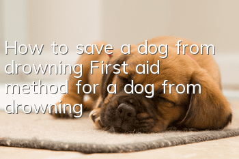 How to save a dog from drowning First aid method for a dog from drowning