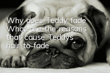 Why does Teddy fade? What are the reasons that cause Teddy’s hair to fade?