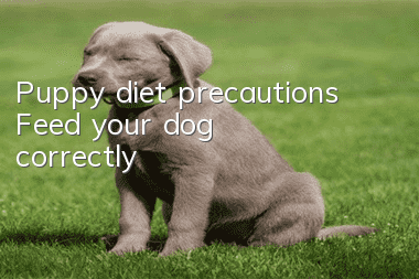 Puppy diet precautions Feed your dog correctly