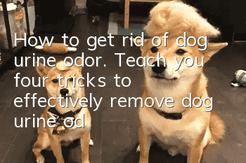 How to get rid of dog urine odor. Teach you four tricks to effectively remove dog urine odor.