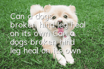 Can a dog's broken hind leg heal on its own? Can a dog's broken hind leg heal on its own?