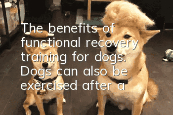 The benefits of functional recovery training for dogs. Dogs can also be exercised after a fracture.