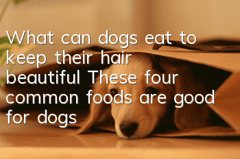 What can dogs eat to keep their hair beautiful? These four common foods are good for dogs’ hair.