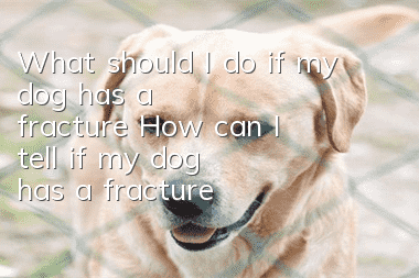 What should I do if my dog has a fracture? How can I tell if my dog has a fracture?
