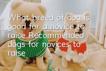 What breed of dog is good for a novice to raise? Recommended dogs for novices to raise