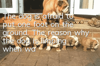 The dog is afraid to put one foot on the ground. The reason why the dog is limping when walking.
