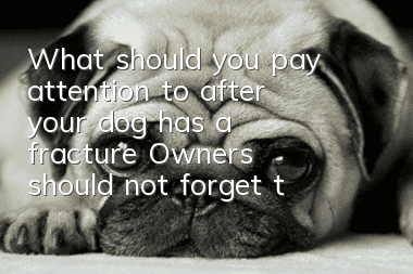 What should you pay attention to after your dog has a fracture? Owners should not forget these things
