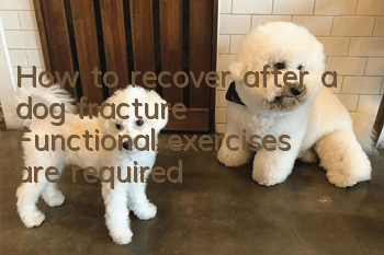 How to recover after a dog fracture? Functional exercises are required