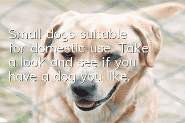 Small dogs suitable for domestic use. Take a look and see if you have a dog you like.