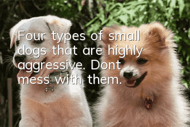 Four types of small dogs that are highly aggressive. Don’t mess with them.