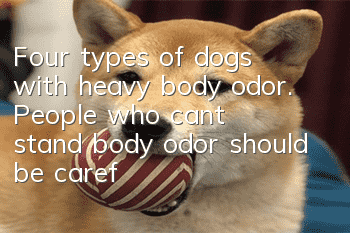 Four types of dogs with heavy body odor. People who can’t stand body odor should be careful about raising them.