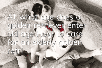 At what age does a golden retriever enter old age? How to care for an elderly golden retriever