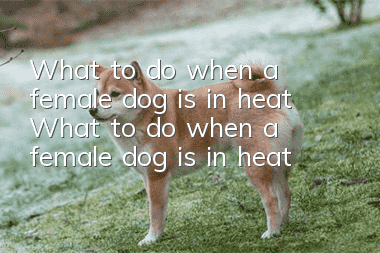 What to do when a female dog is in heat What to do when a female dog is in heat