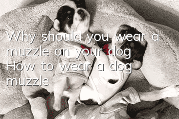 Why should you wear a muzzle on your dog? How to wear a dog muzzle?