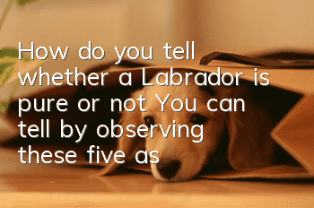 How do you tell whether a Labrador is pure or not? You can tell by observing these five aspects.