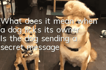 What does it mean when a dog licks its owner? Is the dog sending a secret message?