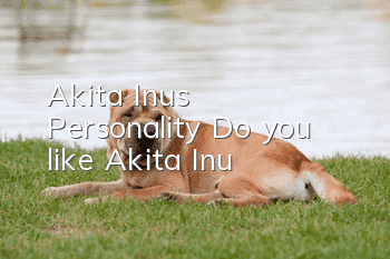 Akita Inu’s Personality Do you like Akita Inu?