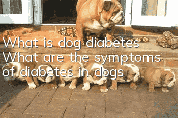 What is dog diabetes? What are the symptoms of diabetes in dogs?