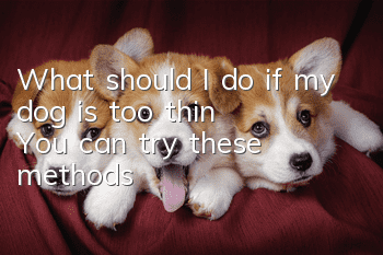 What should I do if my dog is too thin? You can try these methods