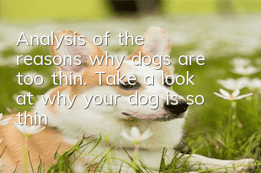 Analysis of the reasons why dogs are too thin. Take a look at why your dog is so thin!