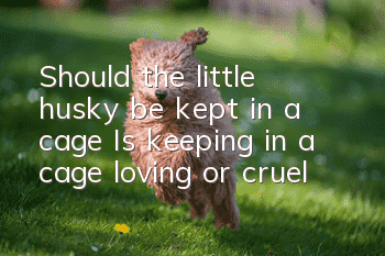 Should the little husky be kept in a cage? Is keeping in a cage loving or cruel?