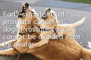 Early symptoms of prostate cancer in dogs Prostate cancer cannot be avoided even by neutering male dogs