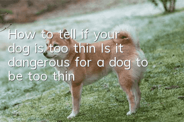 How to tell if your dog is too thin? Is it dangerous for a dog to be too thin?
