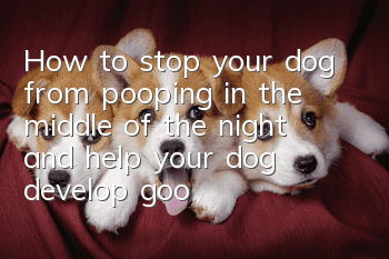 How to stop your dog from pooping in the middle of the night and help your dog develop good habits