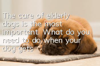 The care of elderly dogs is the most important. What do you need to do when your dog gets old?