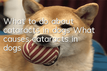 What to do about cataracts in dogs What causes cataracts in dogs