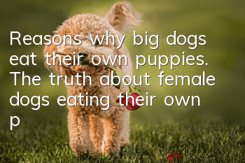 Reasons why big dogs eat their own puppies. The truth about female dogs eating their own puppies.