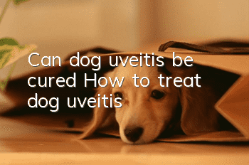 Can dog uveitis be cured? How to treat dog uveitis
