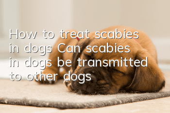 How to treat scabies in dogs? Can scabies in dogs be transmitted to other dogs?