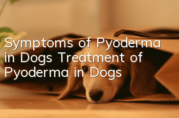 Symptoms of Pyoderma in Dogs Treatment of Pyoderma in Dogs