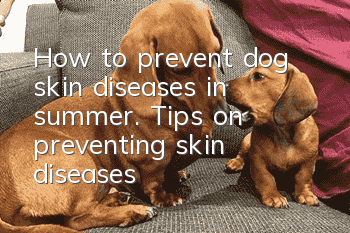 How to prevent dog skin diseases in summer. Tips on preventing skin diseases