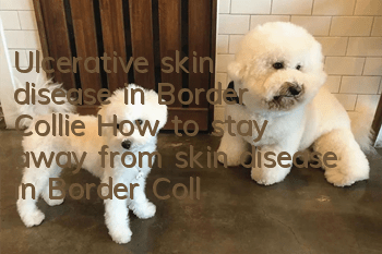 Ulcerative skin disease in Border Collie How to stay away from skin disease in Border Collie