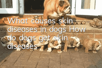 What causes skin diseases in dogs? How do dogs get skin diseases?