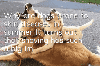 Why are dogs prone to skin diseases in summer? It turns out that shaving has such a big impact on dogs