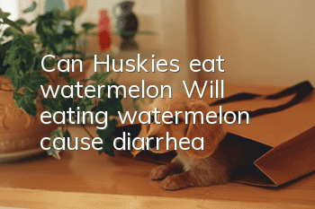 Can Huskies eat watermelon? Will eating watermelon cause diarrhea?