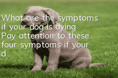 What are the symptoms if your dog is dying? Pay attention to these four symptoms if your dog appears