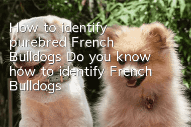 How to identify purebred French Bulldogs? Do you know how to identify French Bulldogs?