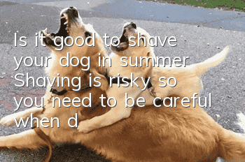 Is it good to shave your dog in summer? Shaving is risky, so you need to be careful when doing it.